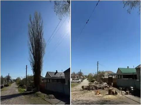 Спил + полный вывоз — реальная работа