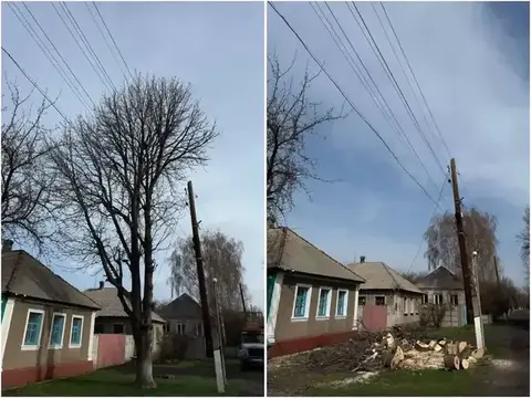Крупное дерево вдоль дороги — реальная работа