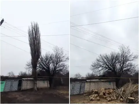 Тополь у ЛЭП и хозяйственной постройки — реальная работа